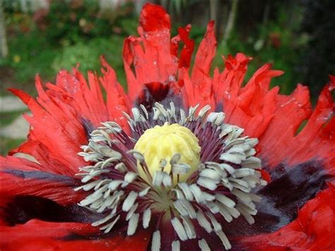 plantfiles pictures papaver breadseed poppy lettuce