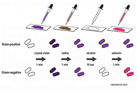 Gram Stain Steps Microbiology Microbiology Medical