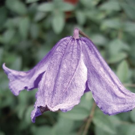 clematis integrifolia blue boy clearview horticultural products