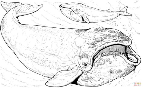 bowhead whale coloring page  printable coloring pages