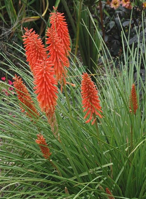 Buy The Kniphofia Collection Garden Plants Direct From