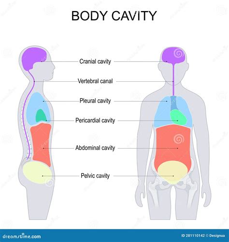 dorsal  ventral body cavities  internal organs  viscera vector