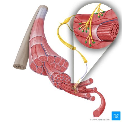 muscular system anatomy muscle fiber  neuromuscular junction model  xxx hot girl