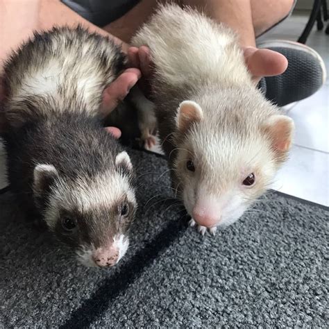 13 Aww Poor Ferrets That Came To The Rescue Ferret Voice
