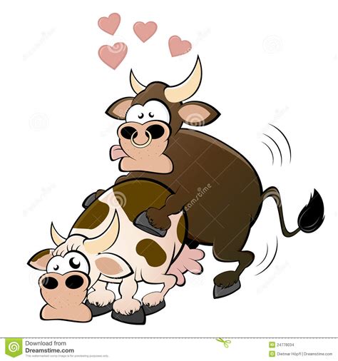 mucca e toro che hanno sesso immagini stock immagine 24778034