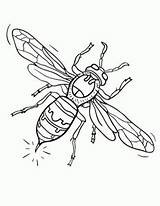 Coloring Hornet Pages Kids Colouring Sheets Printable sketch template