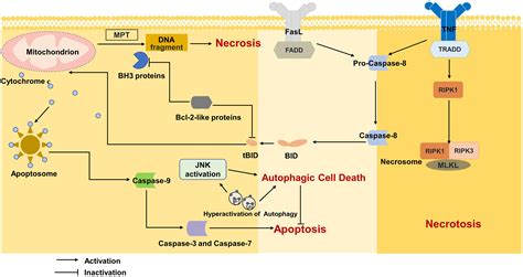 distinct types  cell death  implications  liver diseases