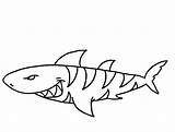 Coloring Sharks Print Shark Pages Popular sketch template