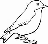 Bird Coloring Pages Drawings Drawing sketch template