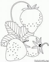 Fragola Colorear Melograno Fragole Morangos Fresas Bacche Groseille Colorkid Uvas Pianta Ribes Strawberries Malvorlagen Colorpoint Grappolo Viburnum Fraises Erdbeeren Coloriages sketch template