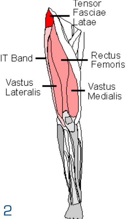 muscles   leg  calendar template site