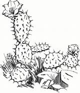 Cactus Outline Plants Flower Kaktus Ausmalbilder Drawings Coloring Pages sketch template