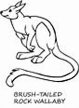 Wallaby Coloring Pages Animals Template sketch template