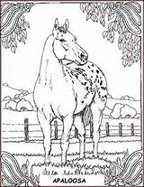 Coloring Horse Pages Appaloosa Getcolorings Printable sketch template