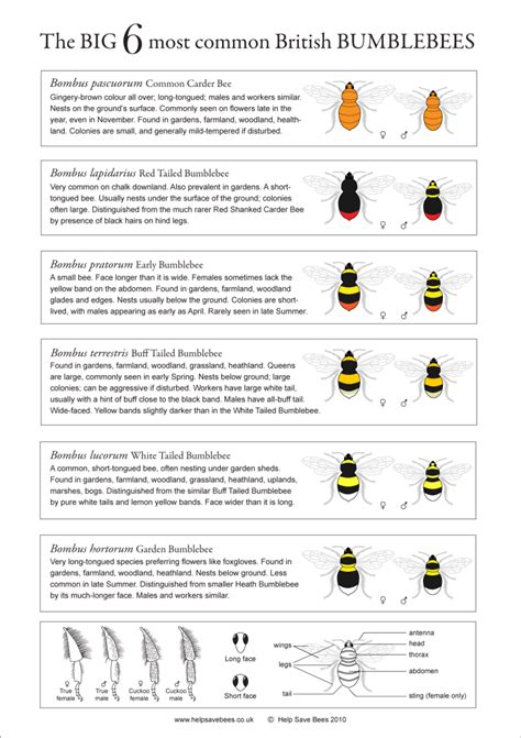 bumblebee identification chart bee bumble bee british bees