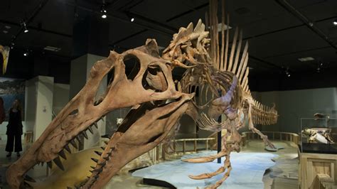 Spinosaurus Was First Swimming Dinosaur