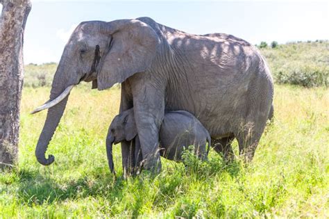 10 adorables fotografías de crías de elefante national geographic en