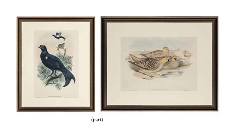 ten coloured lithographs  birds