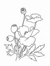 Poppies Maki Kolorowanki Malvorlagen Dzieci Bestcoloringpagesforkids Mohnblumen Kwiaty sketch template