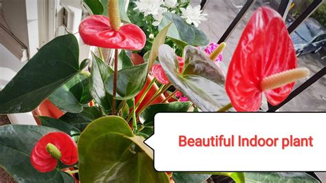 एन्थूरीअम पौधा Beautiful Indoor Plant Anthurium Complete