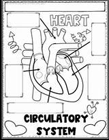 Circulatory sketch template
