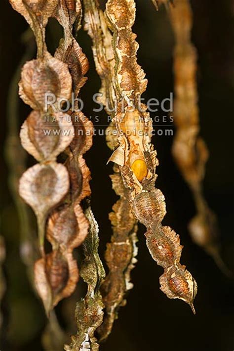 nz native kowhai tree seed pods showing seed sophora