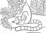 Lemur Coloring Madagascar Getdrawings sketch template