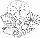 Coloring Pages Shells Beach Kids Adults Sea sketch template