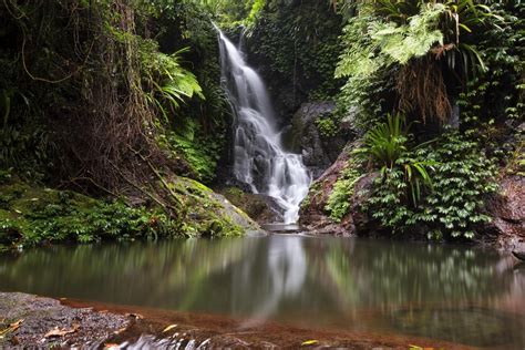 top  gondwana rainforests  australia tours