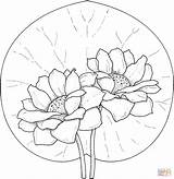 Coloring Lily Water Lilies Pages Two Printable Flowers Pad Flower Color Colouring рисунки Print Drawing Supercoloring на Popular раскраски Super sketch template