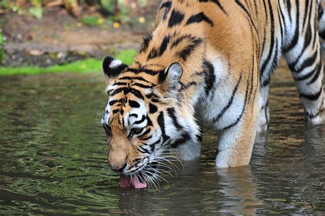 das wasserlebensquelle jedes lebewesen foto