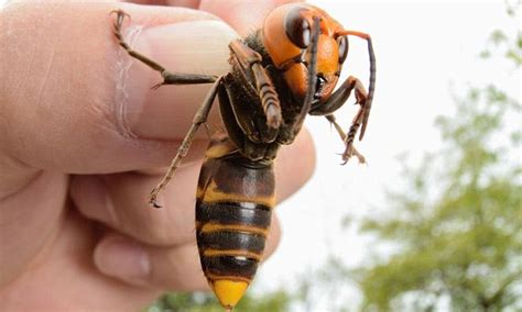 Emergency Powers To Tackle Invasion Of Killer Asian Hornet Daily Mail