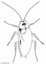 Cockroach Coloring Pages Color Printable Kids Print Large sketch template