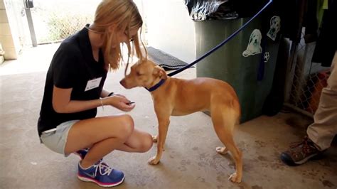 Corporate Support Days With Rspca Nsw Youtube