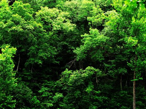 tree green stock  iguanadongreenstock  deviantart