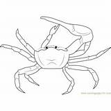 Coloring Crustaceans Crab Pages Mud Gulf Fiddler sketch template