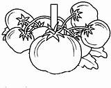Tomat Mewarnai Buah Pohon Fruit Sketsa Sifat Menjual Unggul Aura Hibrida Toti Buahan Vegetables Rebanas sketch template