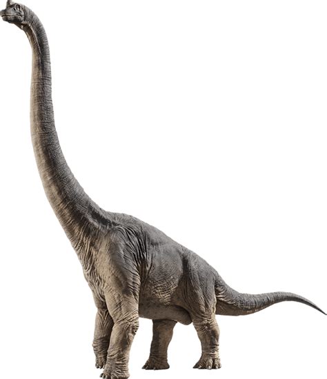 Brachiosaurus Dinosaur Wiki Fandom Powered By Wikia
