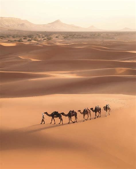 lista  foto  comen los camellos en el desierto alta definicion
