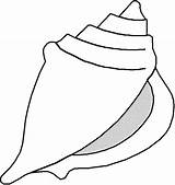 Shells Seashell Seashells Conch Binged Clipartbest sketch template