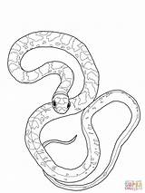 Snake Coloring Pages Racer Mamba Python Cobra Anaconda King Ball Printable Viper Drawing Colouring Color Supercoloring Getcolorings Getdrawings sketch template