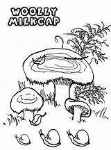 Woolly Milkcap Mushroom Onlinecoloringpages sketch template
