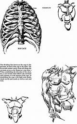 Torso Draw Drawing Arm Chest Body Human Lesson Backward Draws Half Down Way Lessons Tutorials sketch template