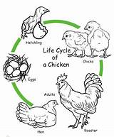 Cycle Life Chicken Coloring Print Pages Drawing Various Animals sketch template