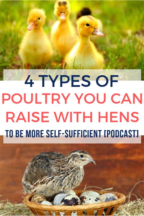 types  poultry   raise  hens     sufficient