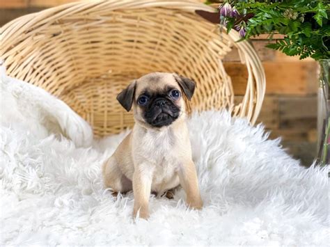 pug dog male fawn   barking boutique