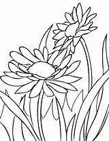 Daisies sketch template