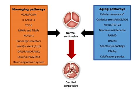 Non Aging And Aging Pathways Involved In Calcified Aortic Stenosis