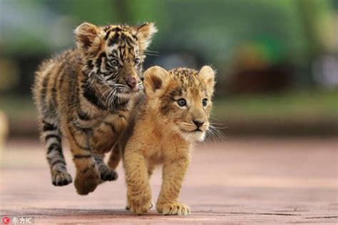 Cute Tiger And Lion Cubs Become Best Friends In Japanese