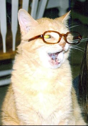 Cats Wearing Glasses Cats Photo 27565229 Fanpop